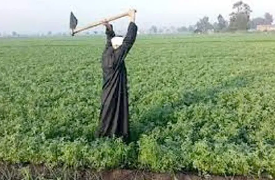 «نهر الخير» توقع عقدًا بـ15 مليون جنيه لزراعة تقاوي الفول البلدي وأرباحها تقفز 222% خلال 9 أشهر