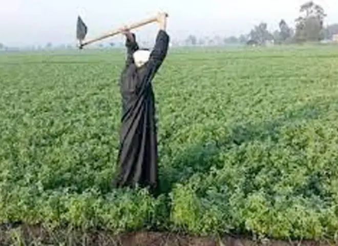 «نهر الخير» توقع عقدًا بـ15 مليون جنيه لزراعة تقاوي الفول البلدي وأرباحها تقفز 222% خلال 9 أشهر