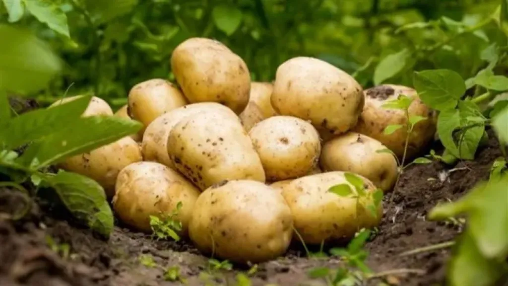 محصول البطاطس بين زيادة الإنتاج واستقرار الأسواق