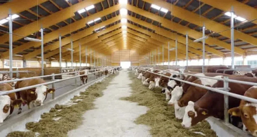 مشاريع الثروة الحيوانية توفر فرص استثمارية للمربين الشباب