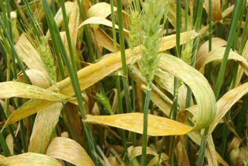 التغيرات المناخية في الشتاء ترفع مخاطر الأمراض الزراعية