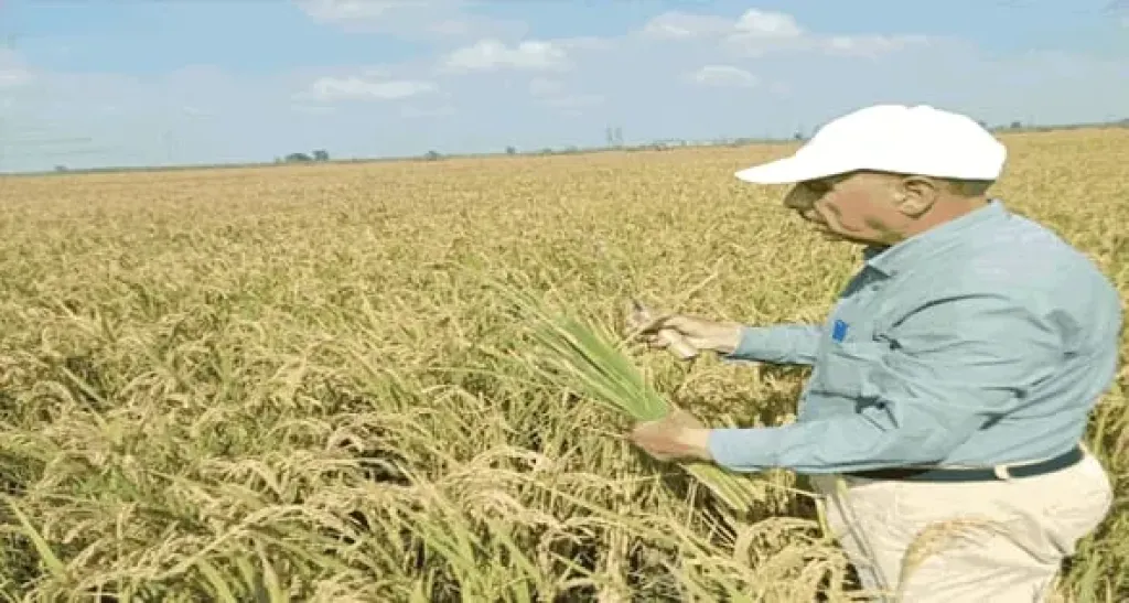 تعرف على مستقبل الأرز الهجين المصري وزيادة الإنتاجية