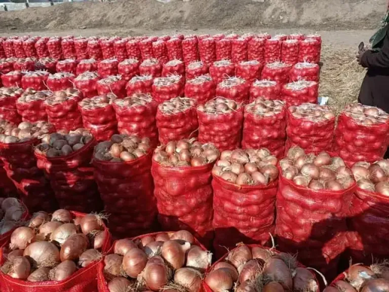 صادرات البصل المصري تربك حسابات كبار المصدرين