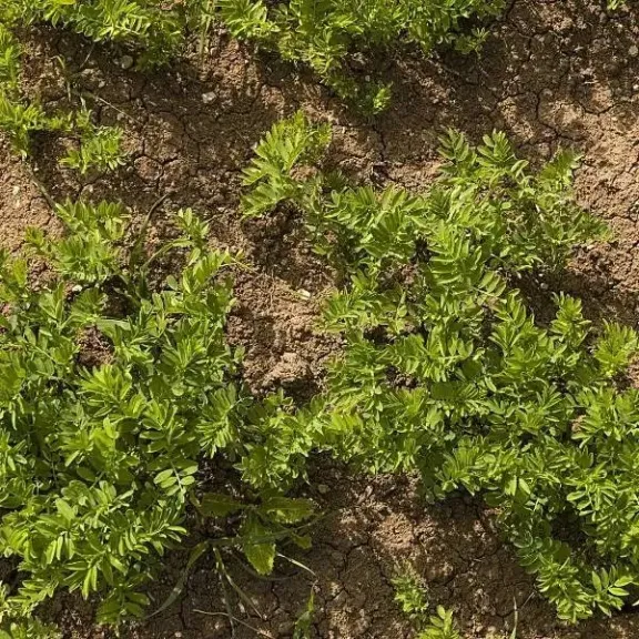 استشارى زراعي يكشف أهم التوصيات الزراعية لتحقيق أعلى إنتاجية من محصول العدس