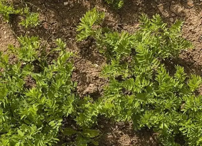 استشارى زراعي يكشف أهم التوصيات الزراعية لتحقيق أعلى إنتاجية من محصول العدس