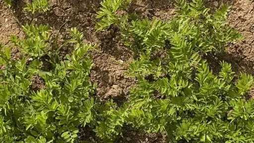 استشارى زراعي يكشف أهم التوصيات الزراعية لتحقيق أعلى إنتاجية من محصول العدس