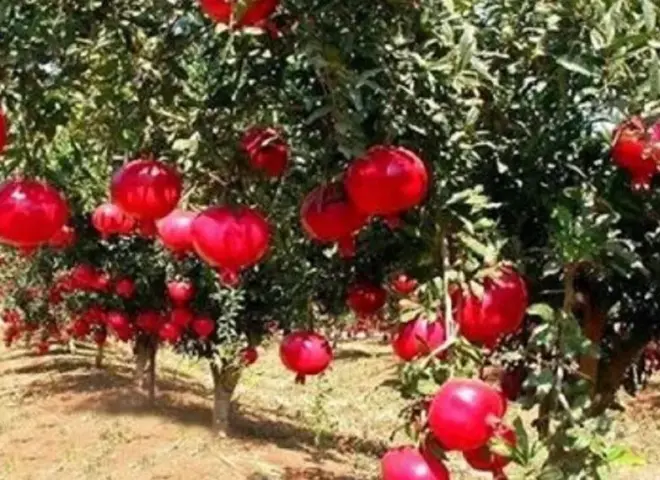 مجمع الصناعات الغذائية للرمان بأسيوط يعيد رسم خريطة الاستثمار