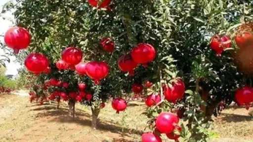 مجمع الصناعات الغذائية للرمان بأسيوط يعيد رسم خريطة الاستثمار