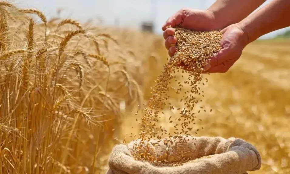 تعرف على جهود «الزراعة» لتحقيق الاكتفاء الذاتى من القمح