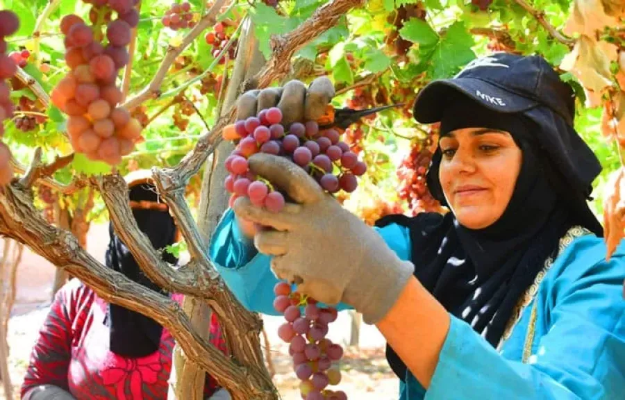 خطط توسعية طموحة تدفع الصادرات الزراعية لأرقام غير مسبوقة