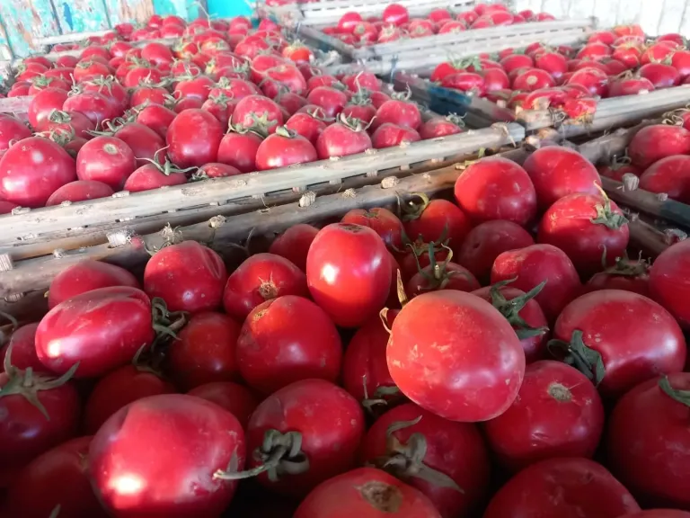 أسعار الطماطم تشتعل في الأسواق.. وتحذيرات للمستهلكين