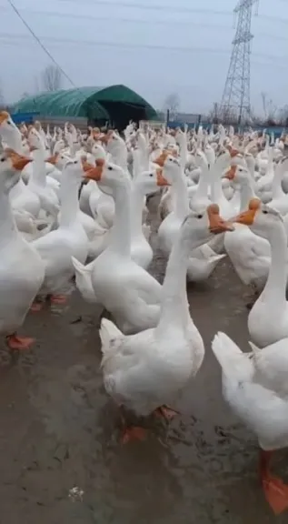 الوز الروسي يغزو المزارع المصرية.. اعرف فرق التربية والإنتاج مقارنة بالبلدي