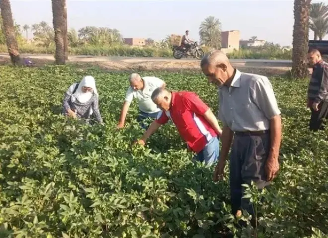 المحاصيل الزراعية تواجه تهديدات الشتاء وانتشار الأمراض الفطرية