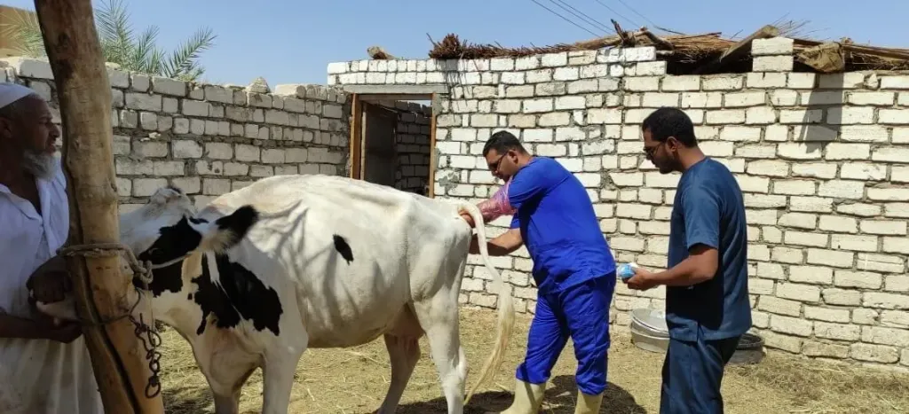 ارتفاع إنتاج اللحوم والألبان عبر التلقيح الاصطناعي