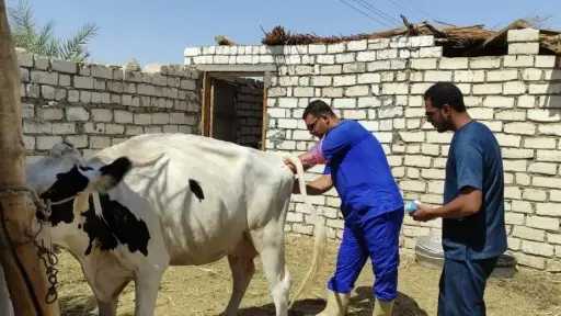 ارتفاع إنتاج اللحوم والألبان عبر التلقيح الاصطناعي