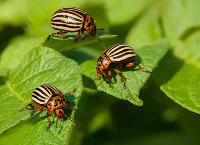 القضاء على خنفساء كولورادو في المملكة المتحدة بعد رصدها في ”كنت”