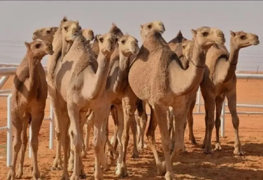 تربية الإبل في مصر.. وكيفية الوقاية من ”الحجوز” لحماية الثروة الحيوانية