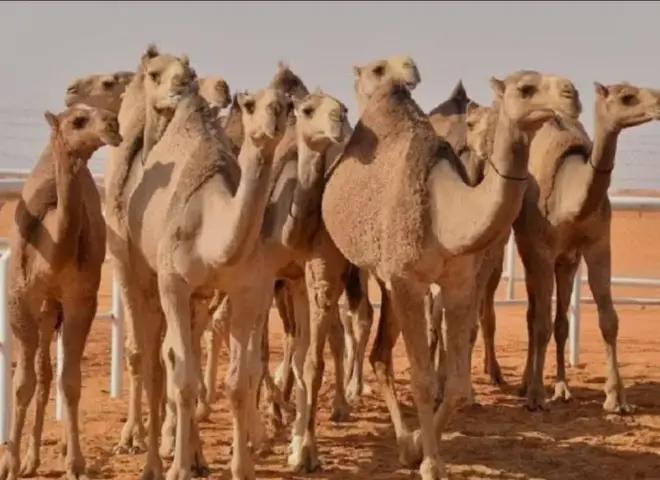 تربية الإبل في مصر.. وكيفية الوقاية من ”الحجوز” لحماية الثروة الحيوانية