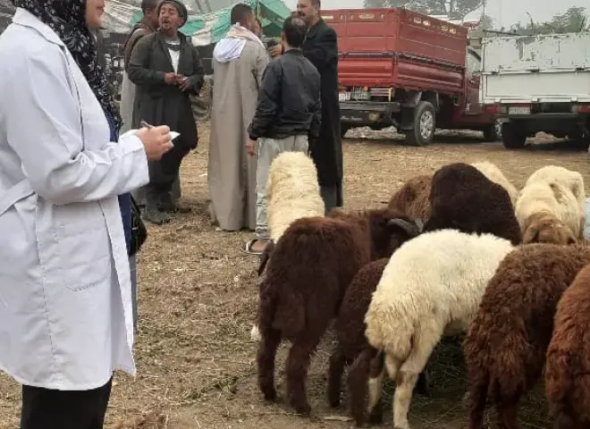 الزراعة تنشر فرق لتقصي الأمراض الوبائية في مزارع الثروة الحيوانية