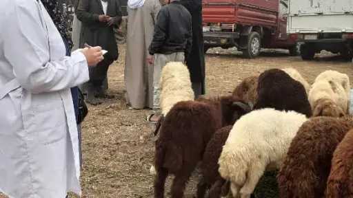 الزراعة تنشر فرق لتقصي الأمراض الوبائية في مزارع الثروة الحيوانية