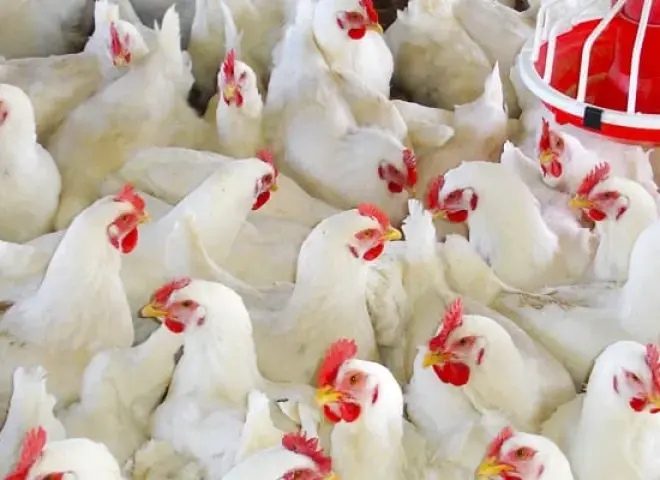 نصائح يومية لمواجهة أمراض الدواجن في الشتاء