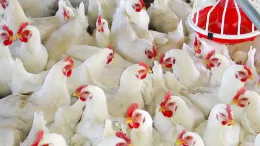 نصائح يومية لمواجهة أمراض الدواجن في الشتاء