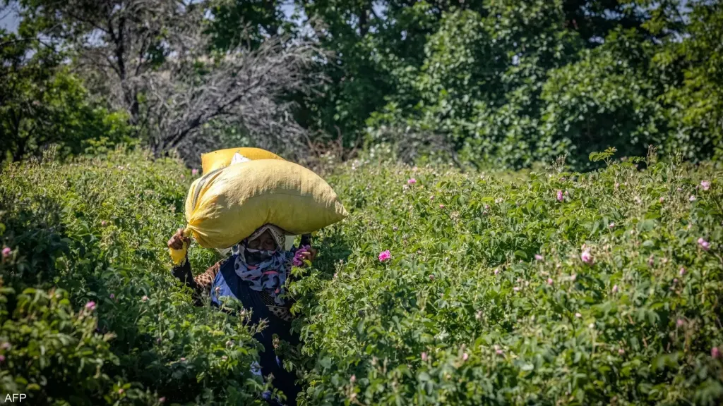 المغرب يسخر الأراضي الزراعية الحكومية لدعم المشاريع الزراعية وخلق فرص العمل