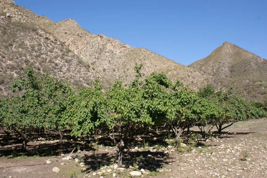 انخفاض منسوب المياه في سدود كيب يثير مخاوف مزارعي الفاكهة من عودة الجفاف