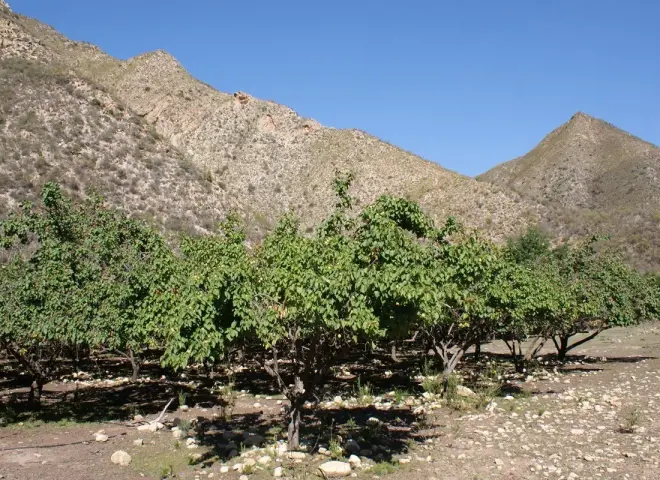 انخفاض منسوب المياه في سدود كيب يثير مخاوف مزارعي الفاكهة من عودة الجفاف