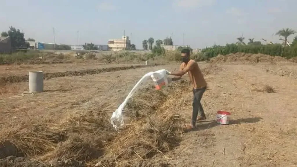 الزراعة تبدأ حصر النمل الأبيض في الأقصر