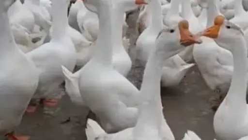 الأوز الروسي والبلدي.. أيهما اكثر ربحا وإنتاجا في مصر
