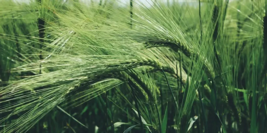 زراعة الشعير.. دليل إرشادي لزيادة الإنتاج وتحسين الجودة