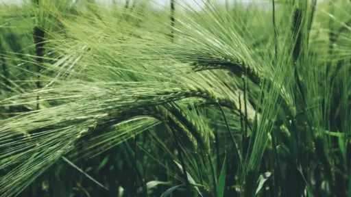 زراعة الشعير.. دليل إرشادي لزيادة الإنتاج وتحسين الجودة