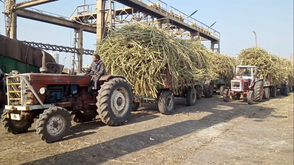 بدء استعدادات موسم توريد قصب السكر بمصانع أبوقرقاص
