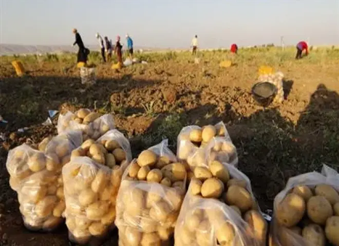 تقاوي البطاطس المستوردة تهبط 21.5% وتغير خريطة الزراعة