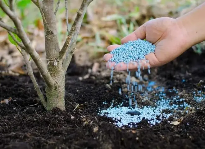 تسميد الأشجار المثمرة يحمي التربة ويعزز الإنتاجية