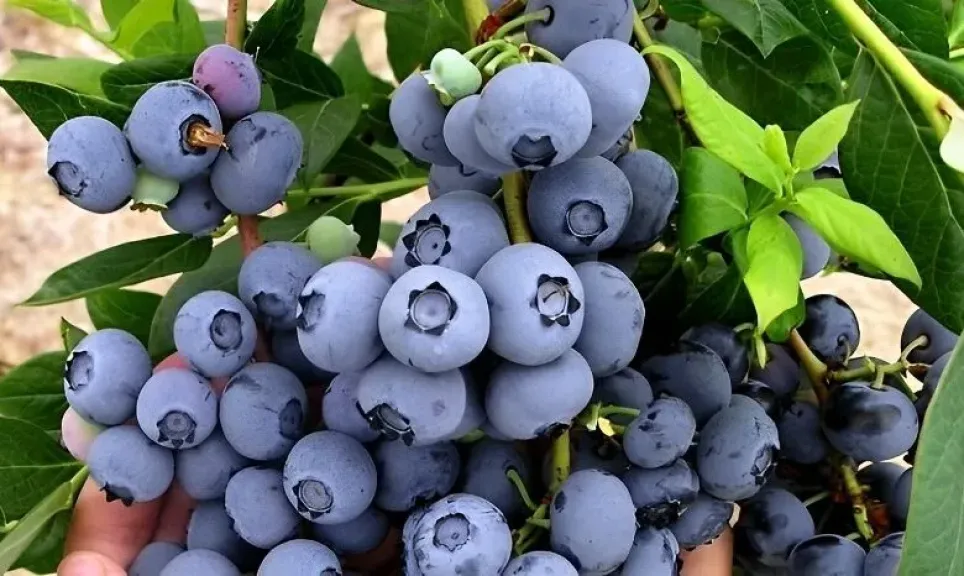 دخول محدود للغاية للتوت الأزرق المغربي إلى السوق الأمريكية