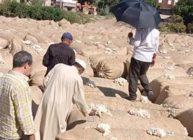 توريد القطن بالمنوفية يدعم دخل المزارعين واستقرار السوق