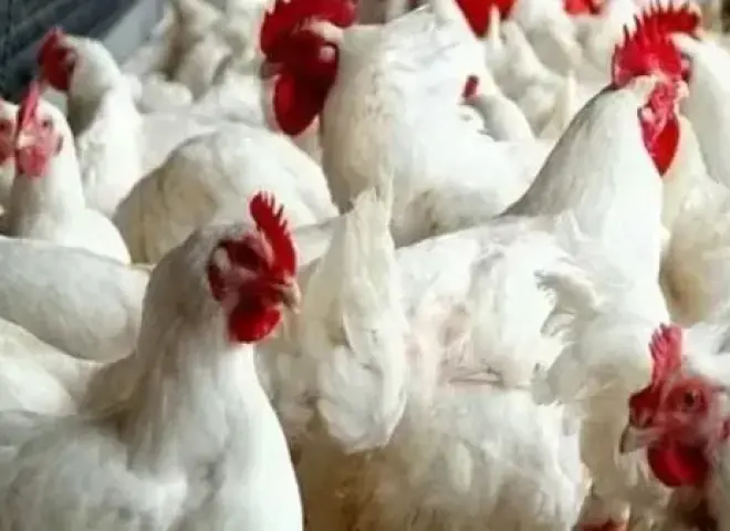 أسعار الفراخ في مصر اليوم الأربعاء 24 - 12 - 2025