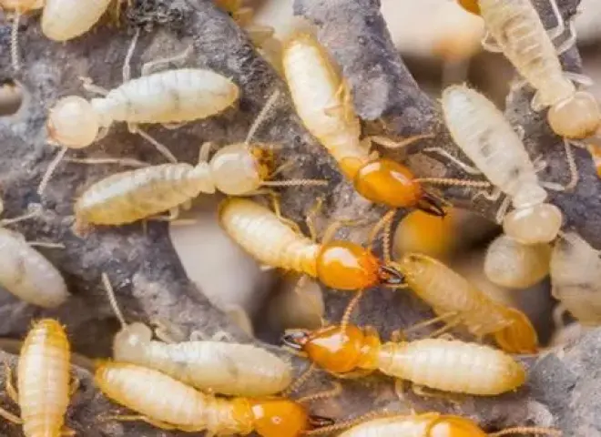 النمل الأبيض يفتح باب الجدل والحقيقة تظهر علميًا