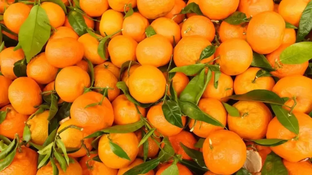 الموالح المصرية تستفيد من خفض أوروبي جديد في نسب التفتيش