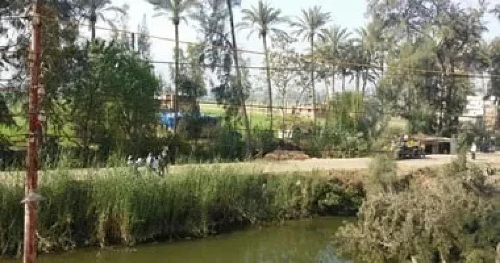 قطع الأشجار والحرق المكشوف عقوبات تصل للمليون