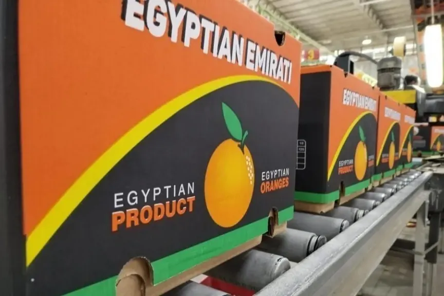 الموالح المصرية توسع حضورها في أمريكا اللاتينية مع نمو الطلب في البرازيل