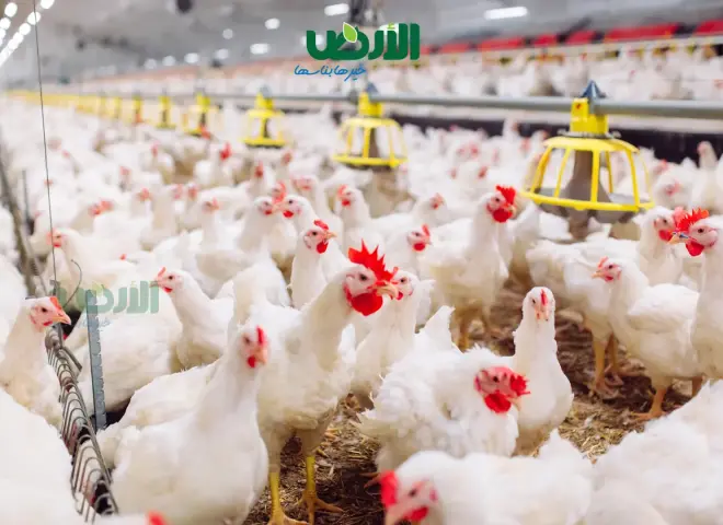 النوم بعين مفتوحة وأخرى مغلقة.. آلية ذكية لحماية الدجاج من المخاطر في المزارع