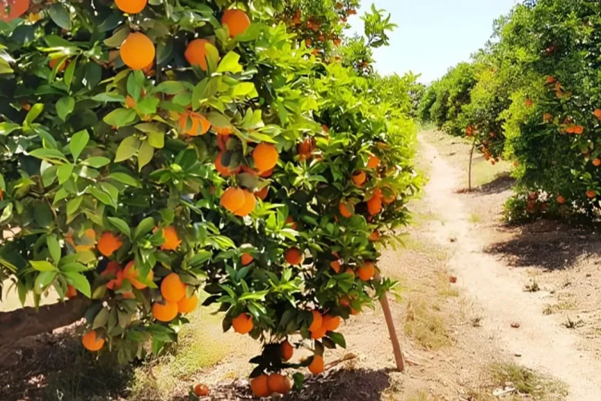 موسم برتقال السرة المصري يعزز ثقة المصدرين
