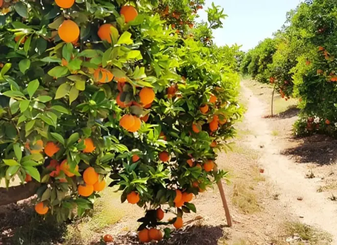 موسم برتقال السرة المصري يعزز ثقة المصدرين