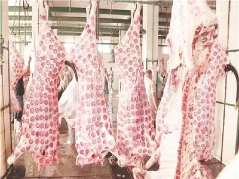 زراعة الوادي الجديد تكشف سر زيادة إنتاجية الألبان واللحوم