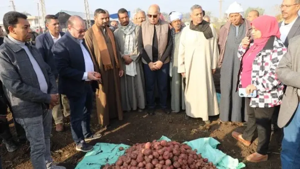 محافظ المنيا يشهد حصاد البطاطس ميدانيًا