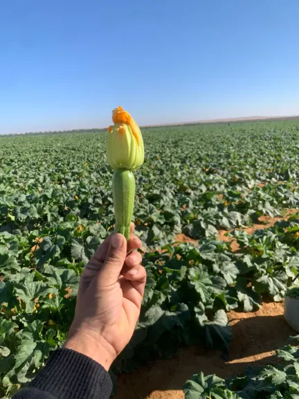 أنيتا «فرحة الكلثوم».. كوسة من طراز ربحي في شتاء مصر