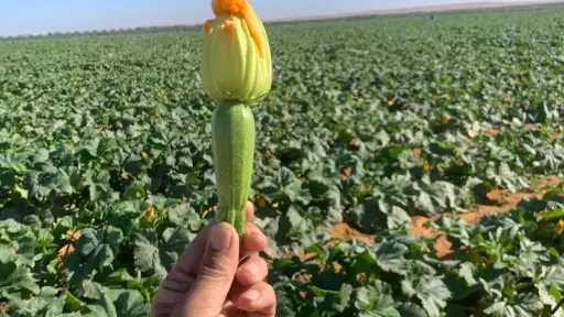 أنيتا «فرحة الكلثوم».. كوسة من طراز ربحي في شتاء مصر